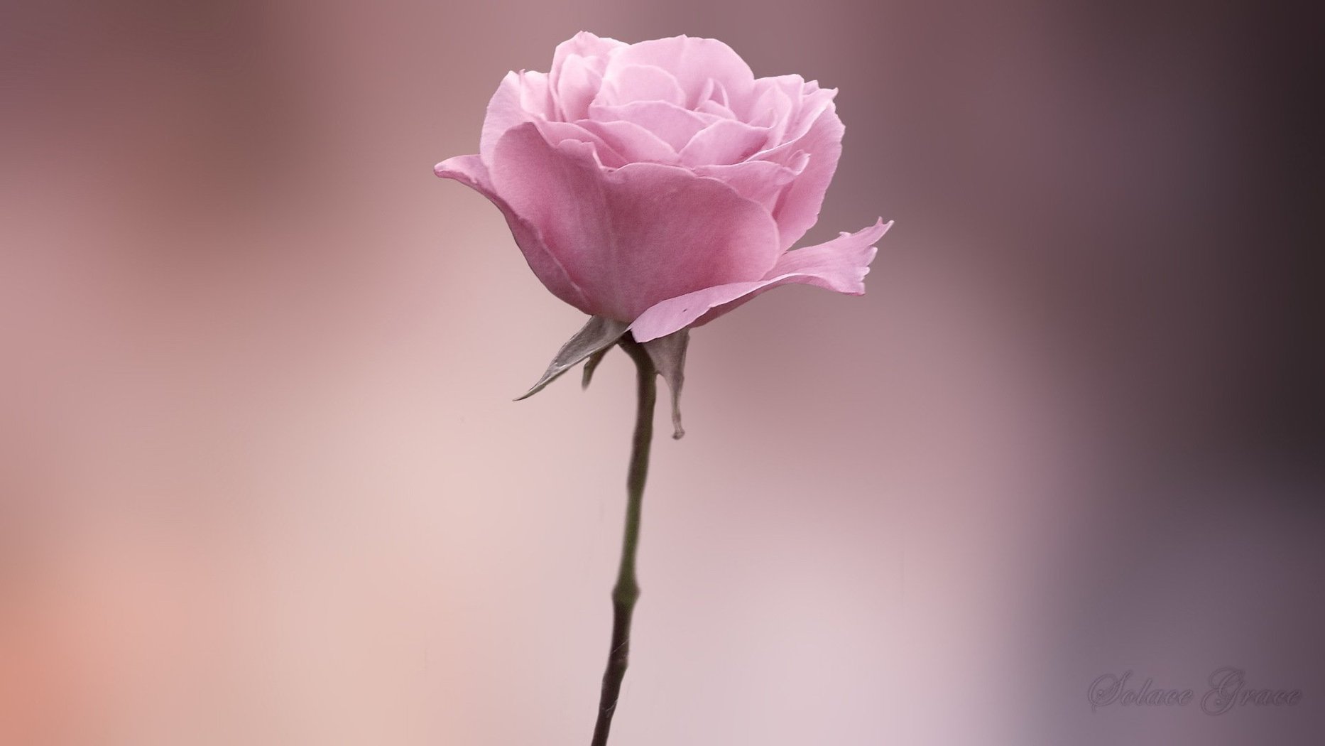 女大学生嫁老外血泪史,嫁给外国人后悔的经历原视频