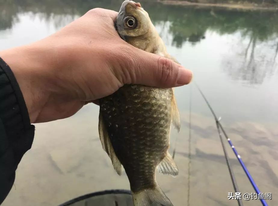 顶漂顶得很高却打不中鱼,顶漂必中鱼黑漂为啥不中鱼