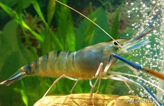 新手买观赏虾最好养殖什么,观赏虾的养殖方法和注意点有哪些