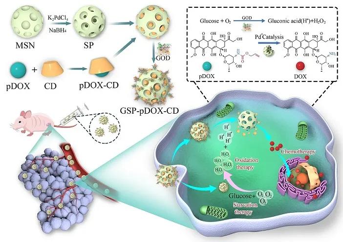 石家庄医学高等专科学校刘会芳,刘会芳医生