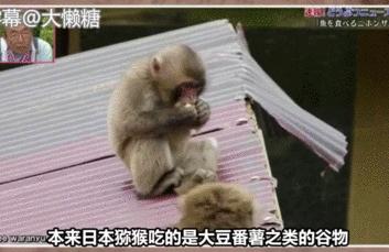 日本秃头猴子吃鱼10个月生发成功，脱发网友求购买链接