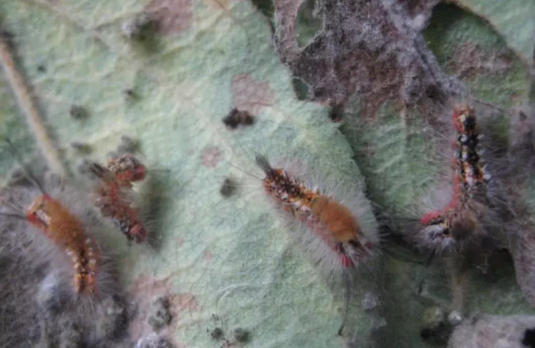 苹果虫害最佳防治方法,苹果各种虫害最佳防治时间