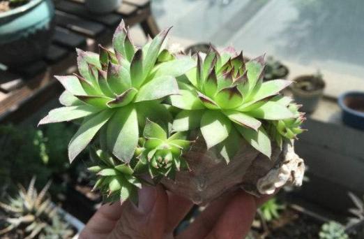 夏季带盆土的多肉买回家怎么养,夏天耐热露天最好养的多肉