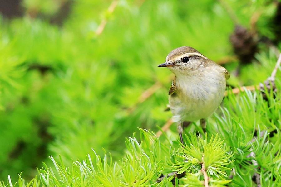 想养鸟怎么省钱,想养鸟是什么性格