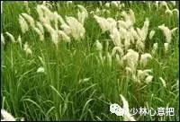 中药药材大全及功效,补肾中药大全及功效