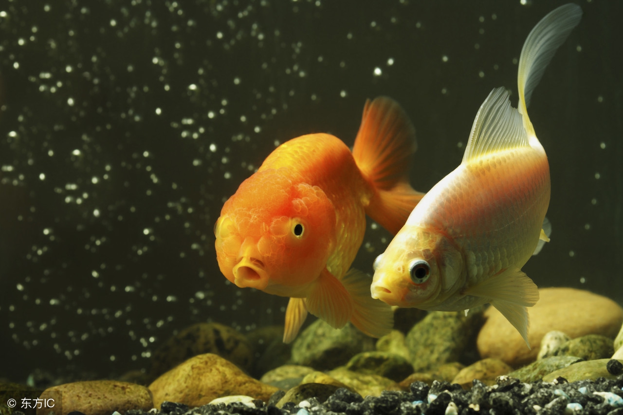 比较唯美的神话传说,有关双鱼座的星座知识