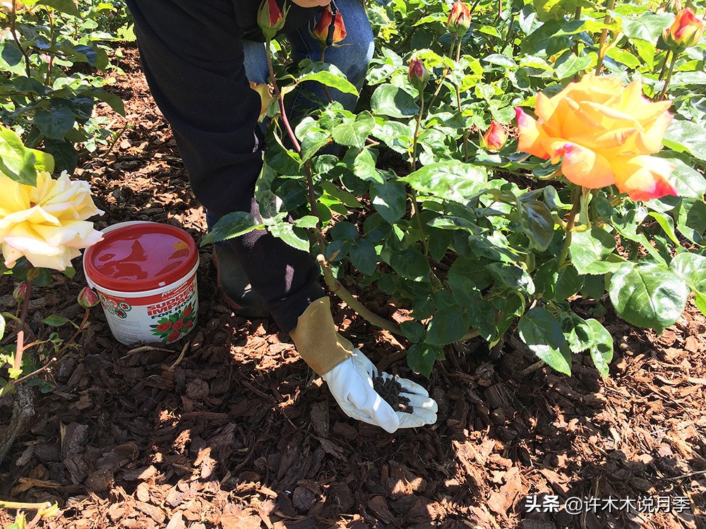 月季的养护方法和管理,月季的养护方法及注意事项