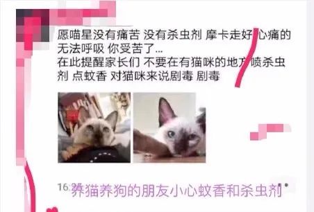 蚊香对猫来说有剧毒？那么夏天该如何驱赶蚊子呢？