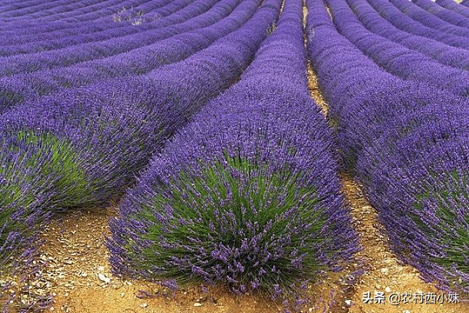 最大的薰衣草种植基地,南方适合种植薰衣草吗