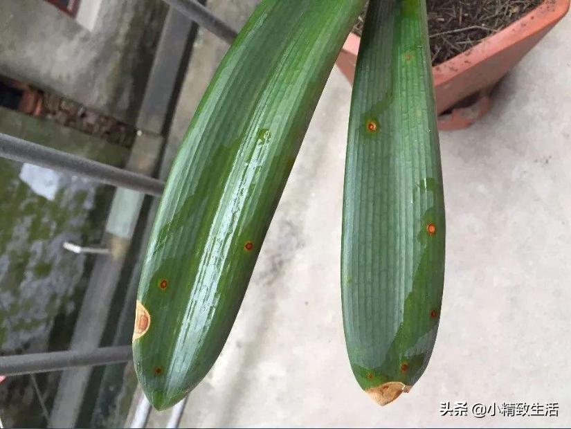 君子兰叶片斑点是什么原因,君子兰叶片有黄斑点怎么办