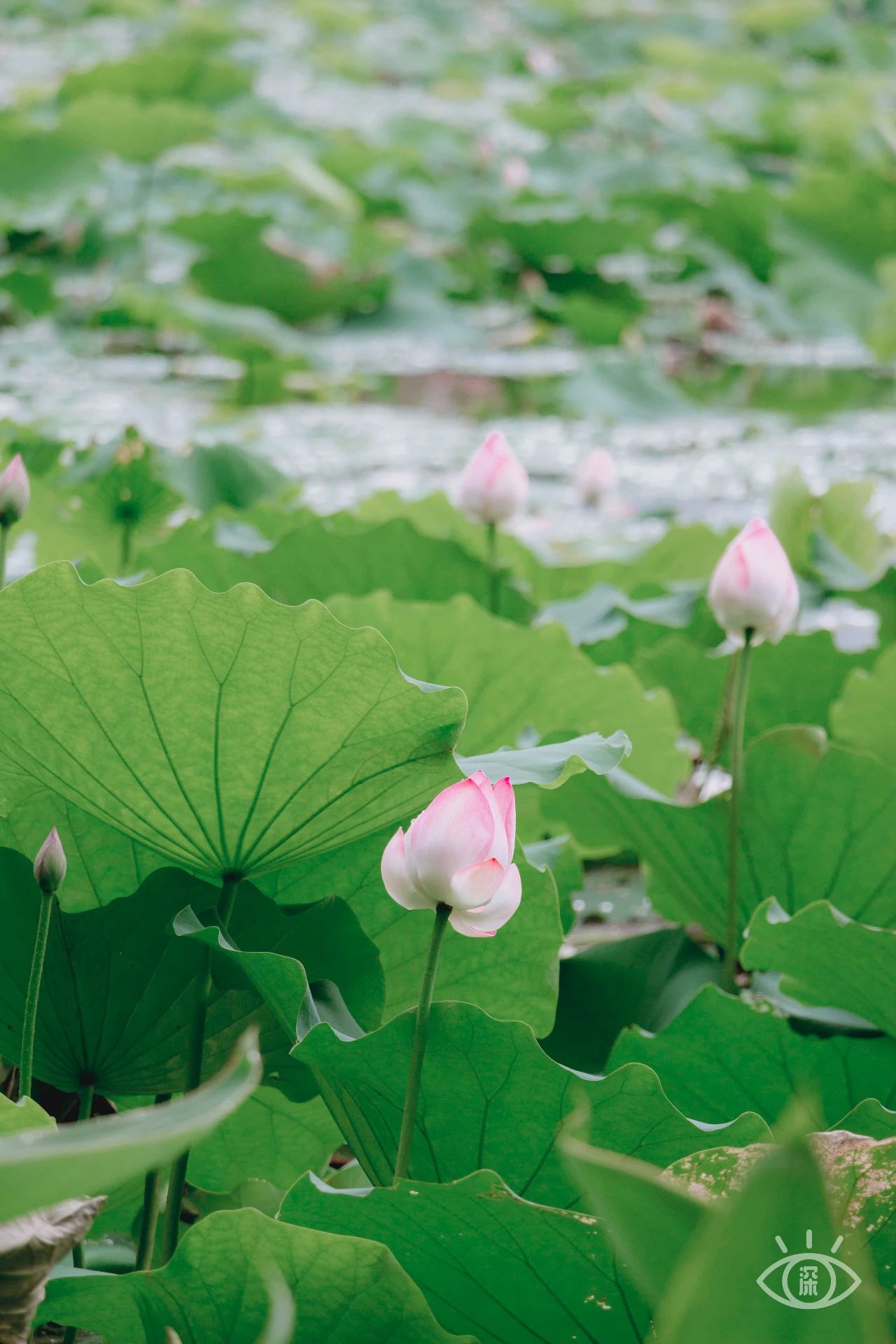 深圳洪湖公园7月18号还有荷花吗,深圳洪湖公园现在有荷花开吗