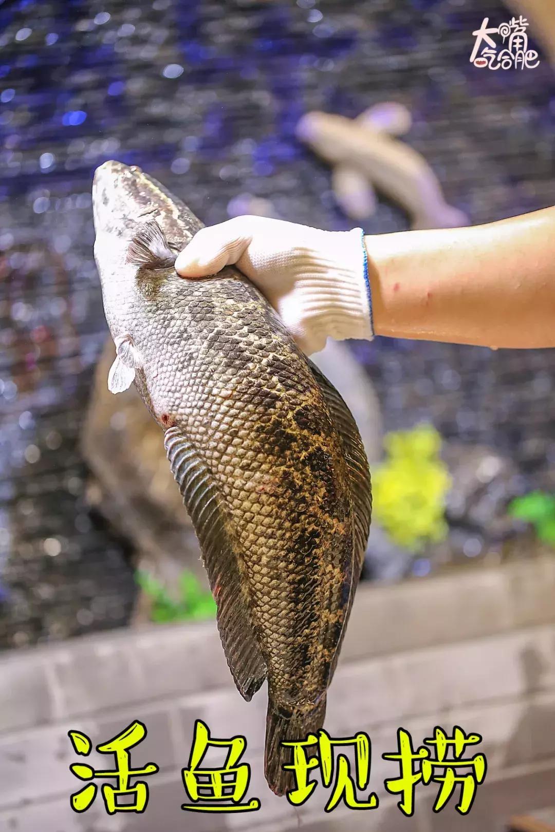合肥这些店做的鱼，会让你以为上辈子是只猫