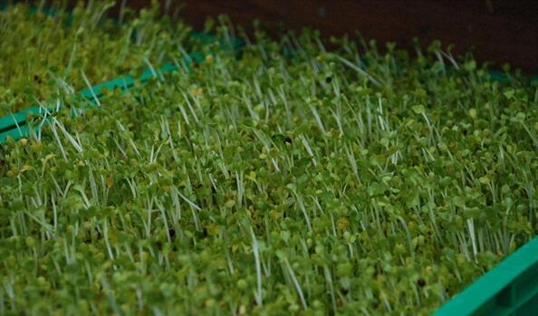 在家怎样种植简单的蔬菜,在家种植各种蔬菜方法