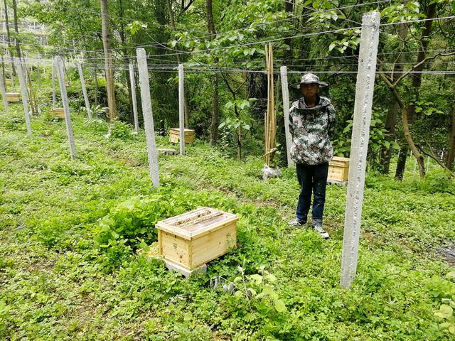 惠水翁金村养蜂场,惠水翁金村