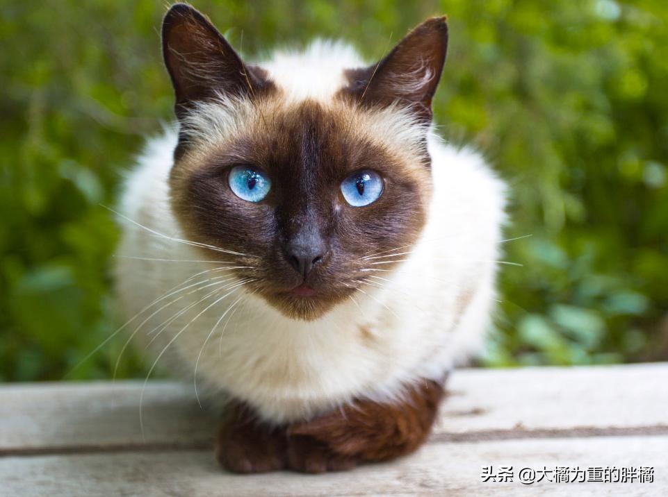 猫胡子摸不得,猫咪胡子长短不一可以剪吗