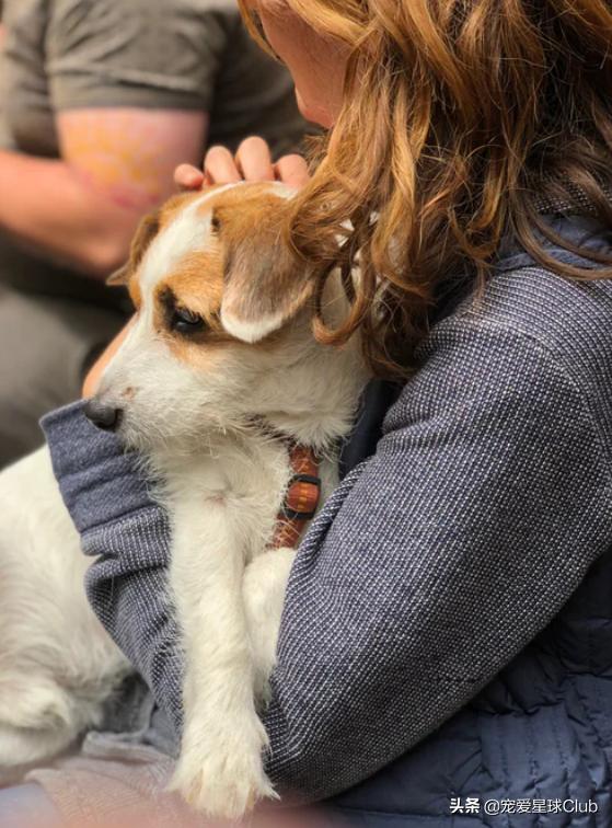 狗狗快乐的步伐,让狗狗开心的方法