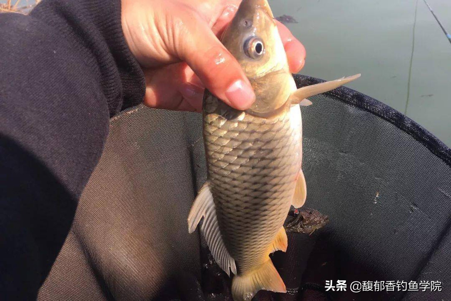 麝香鱼饵中麝香是真麝香么,麝香酒麝香液麝香水有什么区别吗