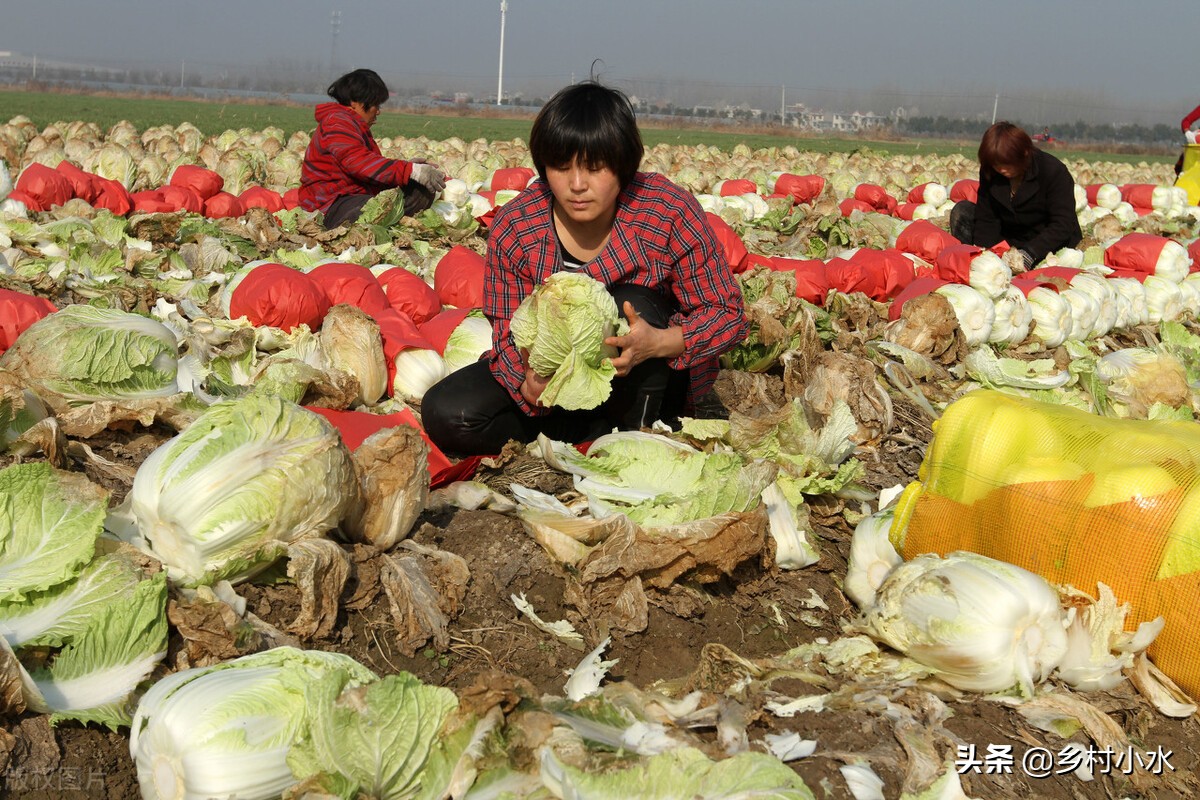 白菜种植小技巧不生虫不生病,白菜的种植技术及病害防治