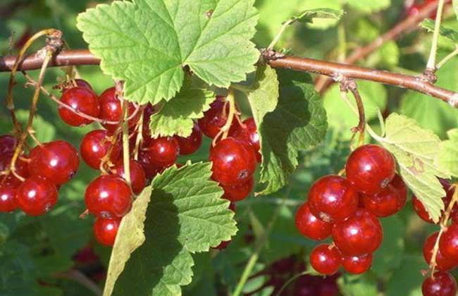 它是天然清肺王,它是天然的止咳王