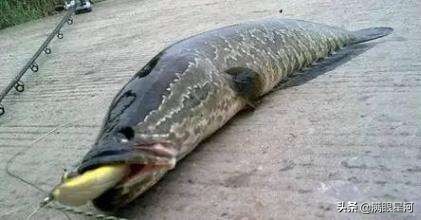 路亚打黑测试,路亚打黑竿测评