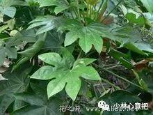 动物中药功效大全,中药药材大全及功效