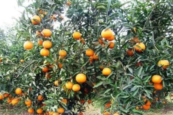 哪个地方出产的橙子最好吃,现在哪里的橙子最好吃