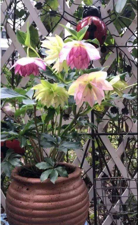 便宜的网红花有哪些图片,4种高颜值网红花