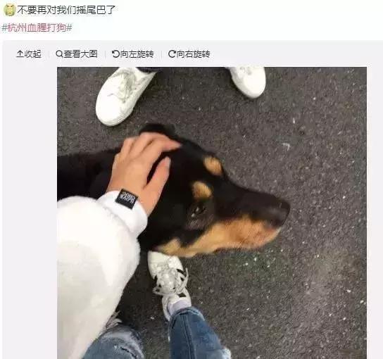 武汉禁狗令哪些品种,武汉养狗办证要在哪里办