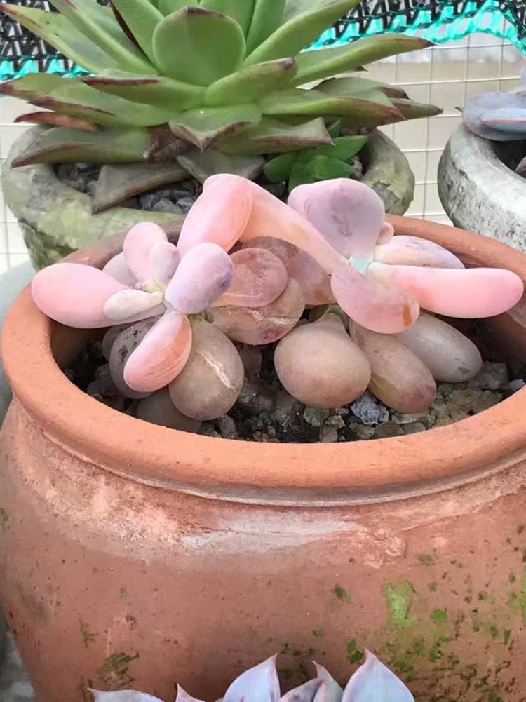 哪些多肉淋雨容易死,多肉怎么防止水腐病