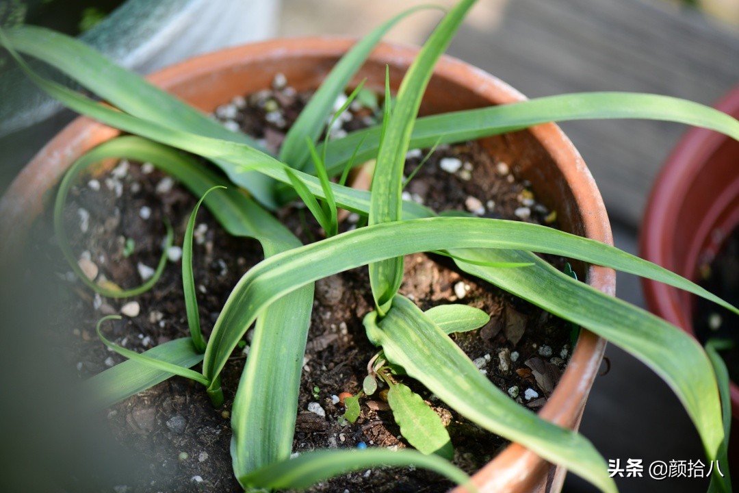 零下9度来袭，花园里的绿色是那么动人|园丁