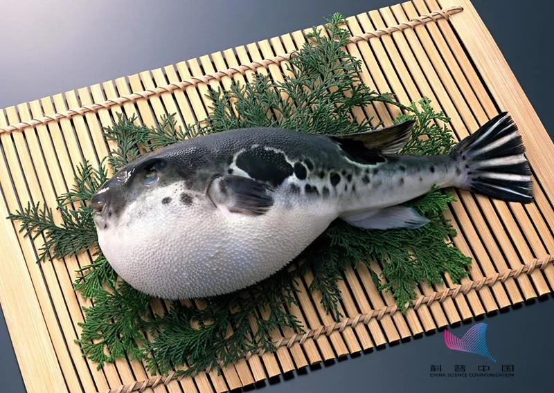 这种鱼千万别吃内含一级致癌物,这种鱼已被列为一类致癌物