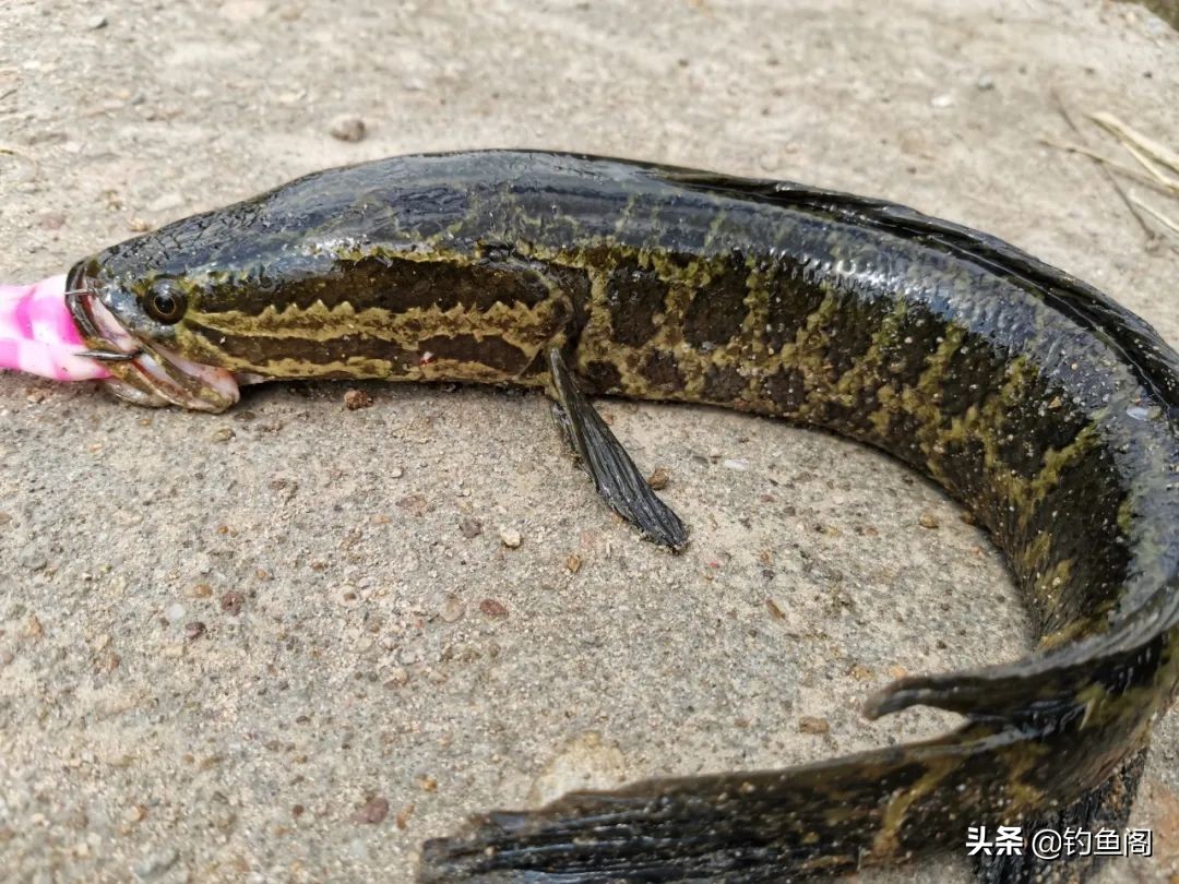 打黑鱼避免脱钩的方法,雷蛙钓黑鱼为什么易脱钩