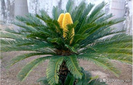 银杏凭什么能赢得植物大战？又凭什么能有长达千年的寿命？