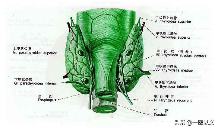 肾结石预防和治疗,肾结石如何预防多发性结石