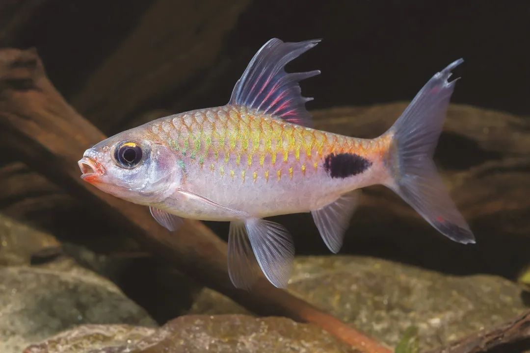 各种淡水鱼你认识吗,淡水鱼的种类你认识几种