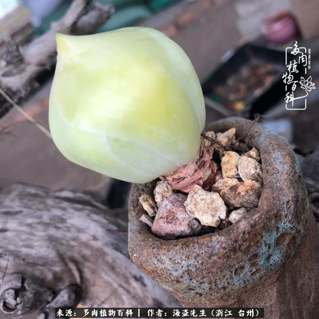 黄玫瑰这么美的风景惊艳到你了吗,优雅漂亮的黄玫瑰图片