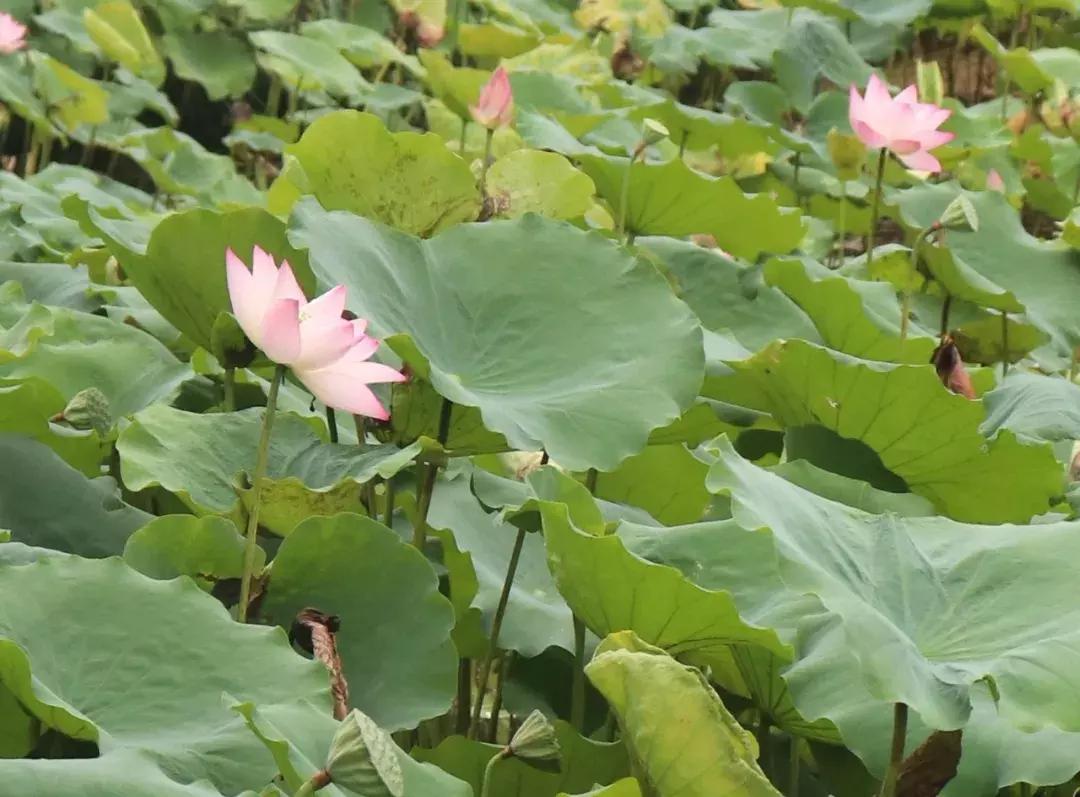又到一年赏荷季又见荷花,广州莲花山荷花