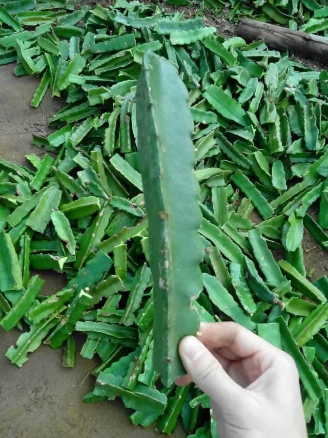 红心火龙果有什么营养有什么好处,火龙果红色的好还是白色的好营养