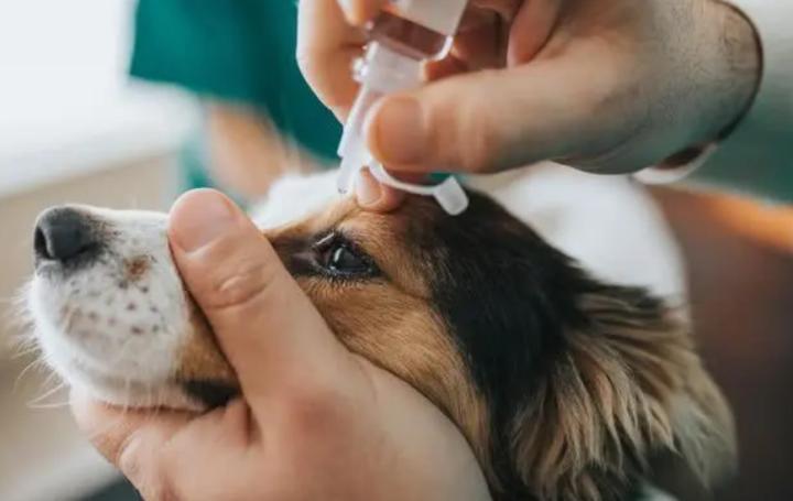 狗狗眼有黄脓状眼屎怎么治疗,狗狗眼有黄脓状眼屎流鼻涕打喷嚏