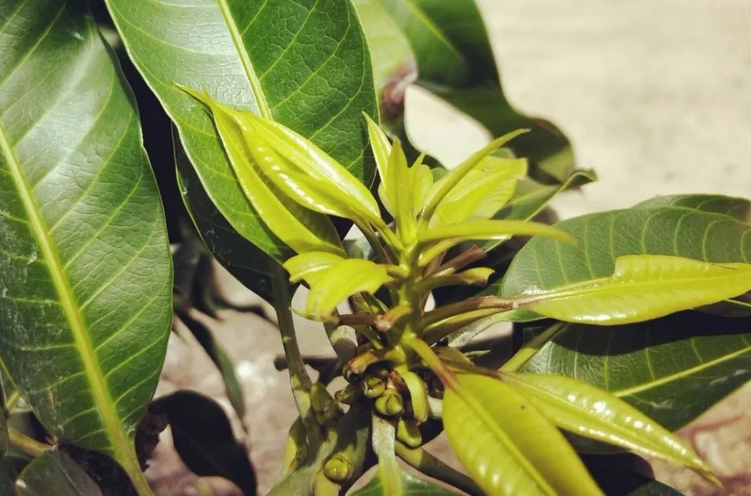 芒果催花后出花不整齐怎么办,芒果催花要催三次吗