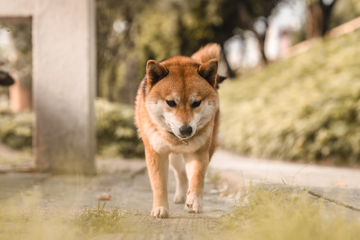 狗狗有报复行为能纠正吗,有5种特征的狗狗报复心都很强
