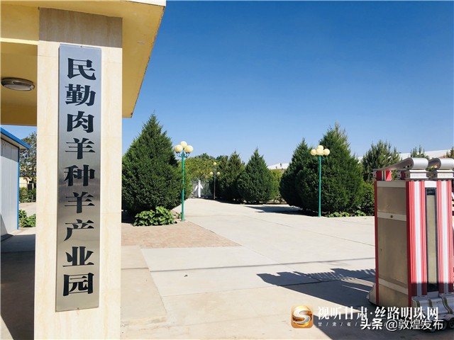 决战脱贫攻坚的微视频,甘肃武威民勤养羊