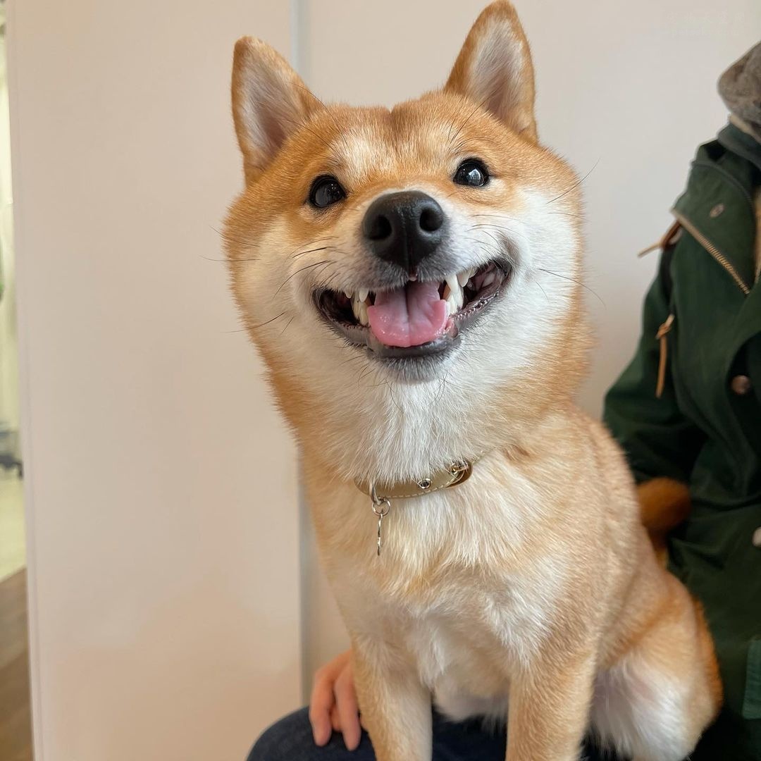 可爱呆萌治愈系的柴犬,柴犬超可爱照片