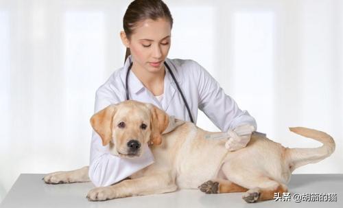 狗狗不拉大便只尿尿怎么回事,狗狗不拉粑粑但是排尿