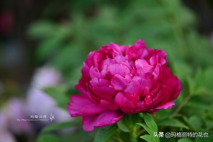 历史悠久的十大名花（海量美图），你选哪个做国花？