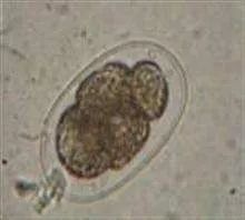 怎么学给狗看病,学给狗狗看病去哪里学