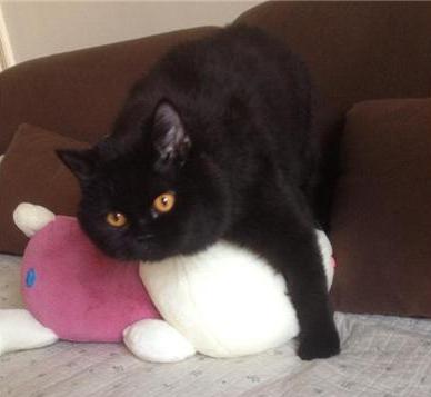 各个品种的英短,英短40种价格表