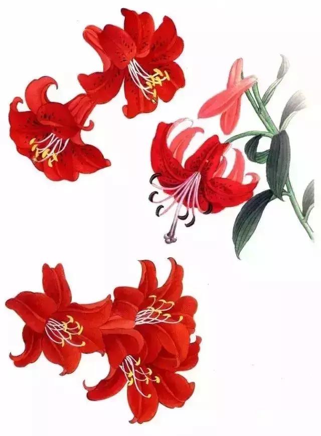 工笔百合花朵设色步骤,工笔重彩油画百合