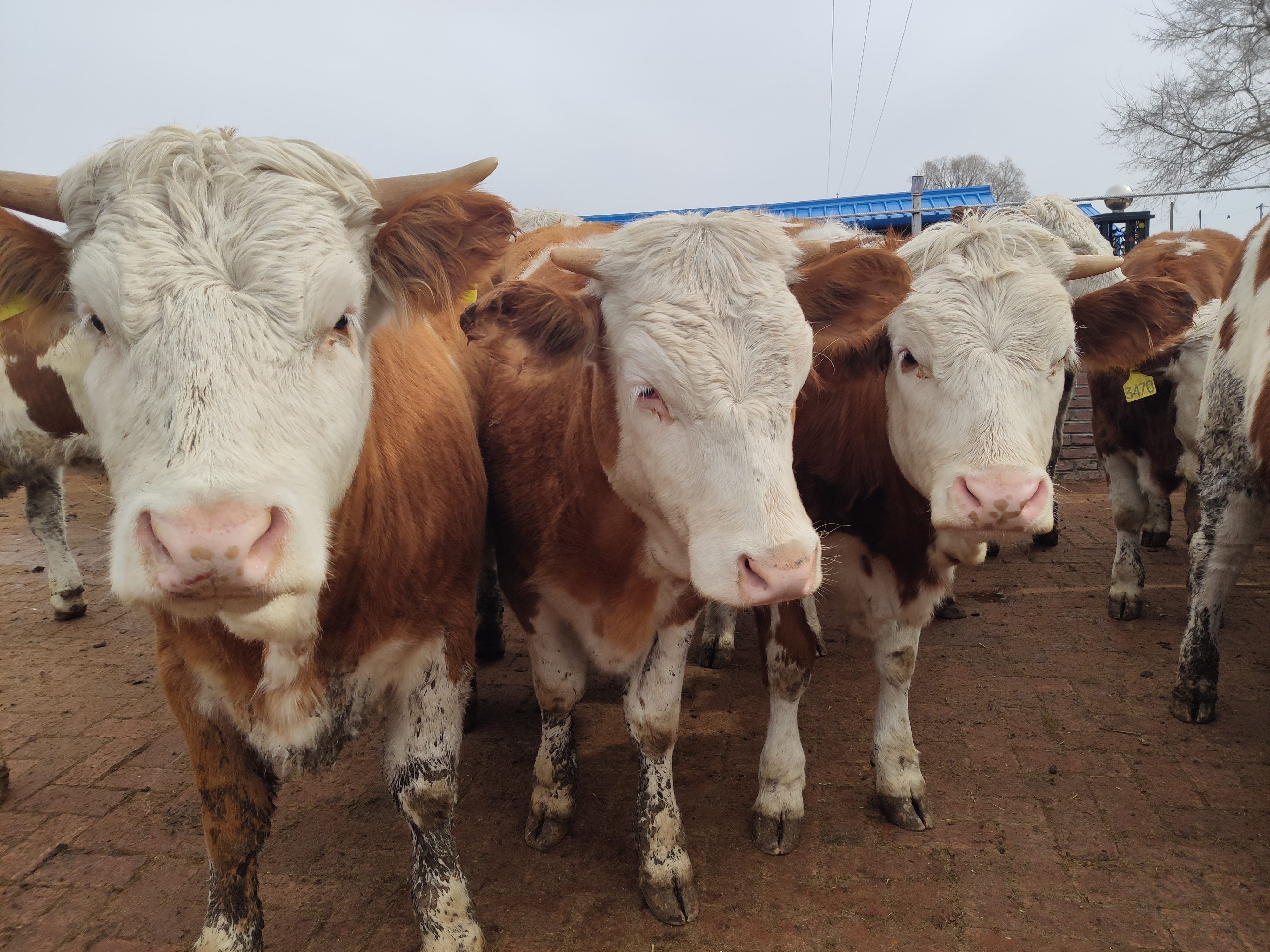 养牛知识牛的正常体温与技术,养牛一定要懂牛的反刍规律