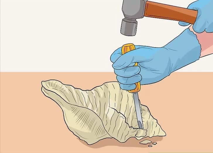 海螺的尾部到底是黄还是屎,海螺尾部是黄便吗